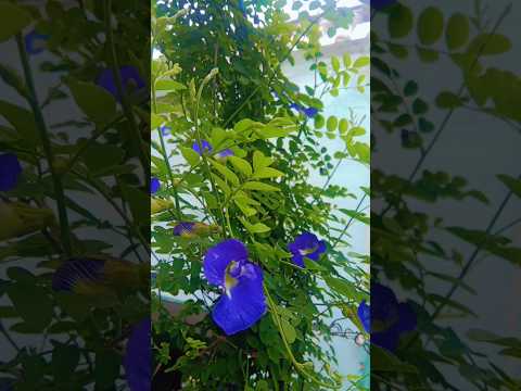 अपराजिता प्लांट #aprajitaplanthouse #aprajitaplant #youtubeshorts #youtubeshort #plantcaretips