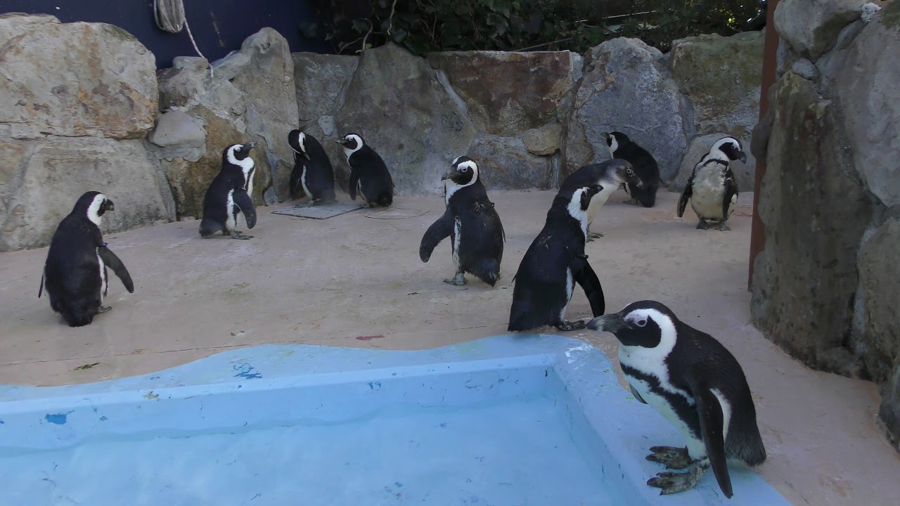 African penguin (ADVENTURE WORLD, Wakayama, Japan) December 25