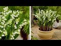 How to Plant Lily of the Valley: Spring Garden Guide