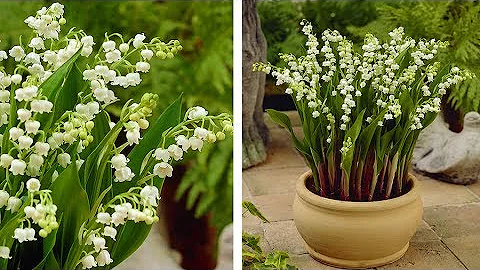 How to Plant Lily of the Valley: Spring Garden Guide - DayDayNews
