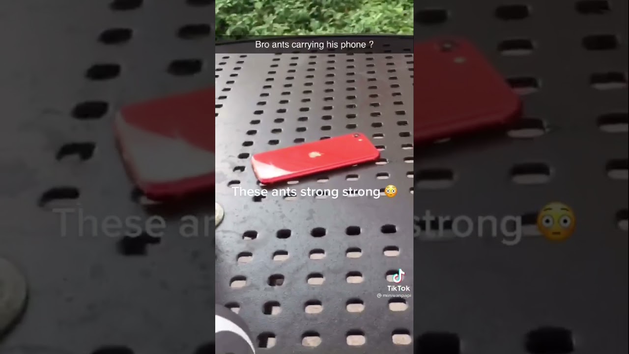 ANTS Carrying iPhone! 🐜