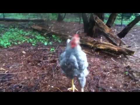 My Rooster Trying to Crow