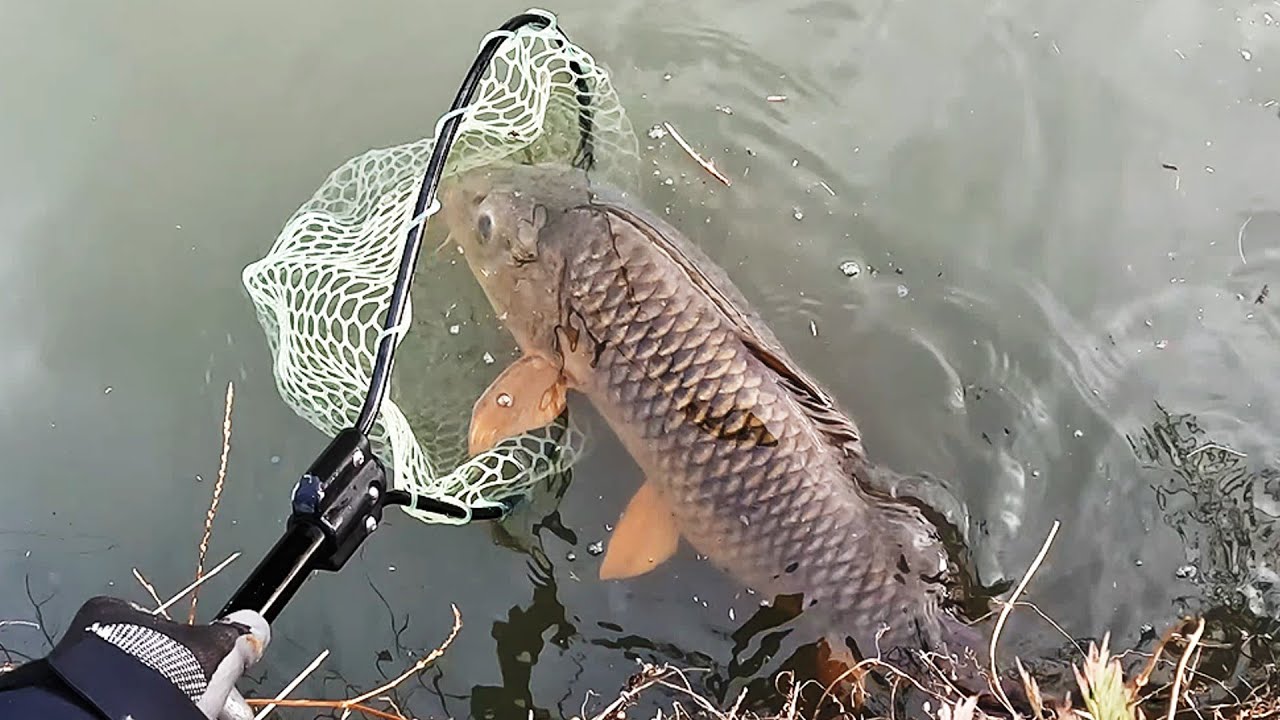 ドブ川の主を狩る