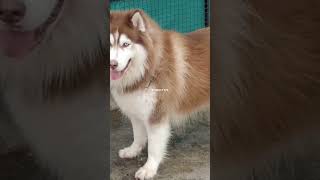 Biggest Wooly Coat Siberian Husky Dog | Wooly Coat Husky for Stud