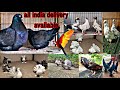 Jumbo american king kabutar#fancypigeon#all india delivery available#saste kabutar#american birds