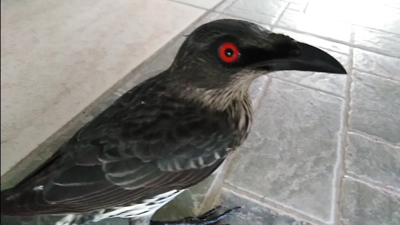 I found an Asian glossy starling at school 