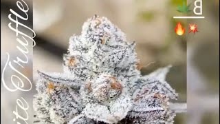 Ice cream cake flower harvest update white truffle update trufflez
