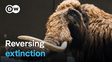 Should we bring extinct species back to life? | DW Documentary