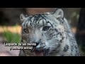 EL LEOPARDO DE LAS NIEVES