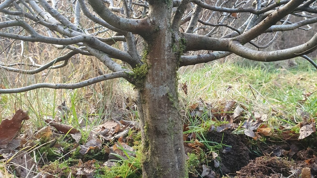 Yamadori Suche - wildverbissene spannrückige Hainbuchen - 2.2025