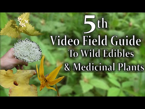 Video: Field plants: names and description