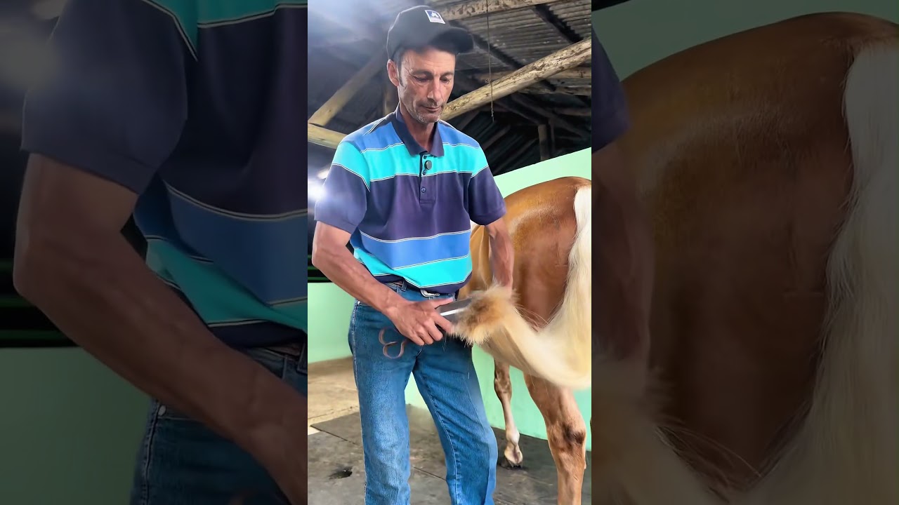 Get New PonyTail In 20 Seconds #asmr #horse #farrierlife #satisfying #oddlysatisfying