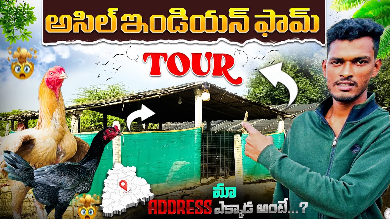 Aseel Indian Farm Tour | Beautiful Desi Chickens & Farm Setup |