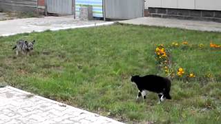 Бешеный бойцовский кот против собаки Бешеный бойцовский кот против собаки