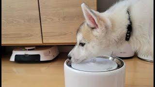 犬猫の自動給水器PETKIT 3rd世代を使ってみて