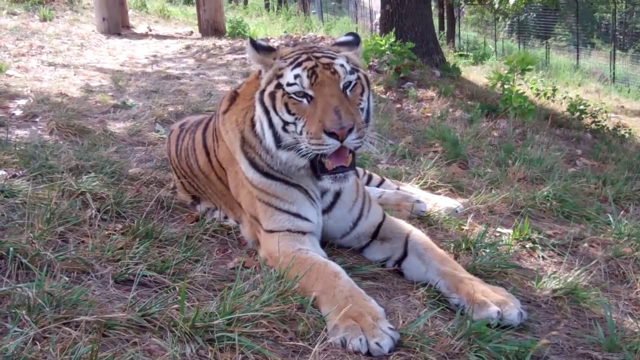 rescue rangers New Tigers from Oklahoma