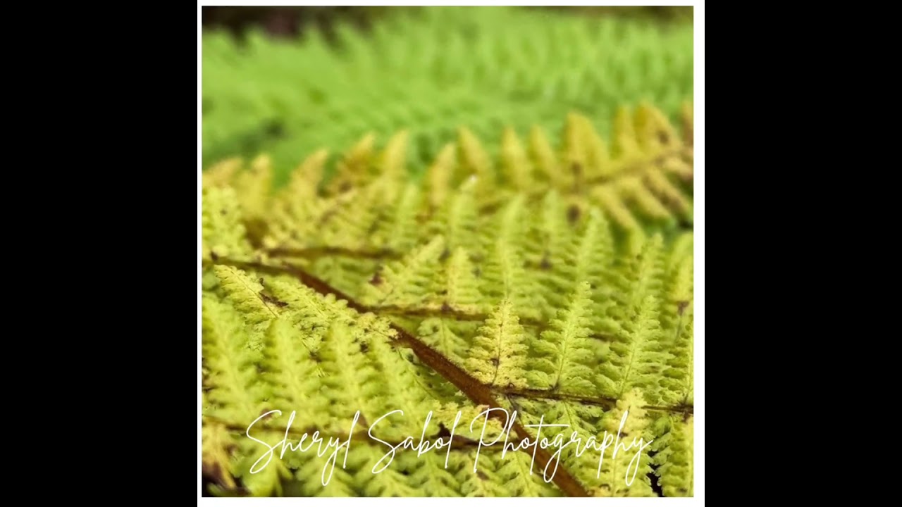 🍂 “Leaves” — A Fall Photography Short by Sheryl Sabol Photography 