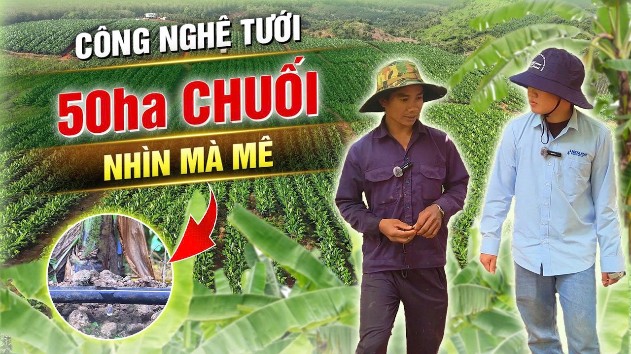 Ai đang trồng chuối - nên xem video này