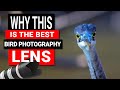 Gambar cover Best Bird Photography lens for Canon, Sony, Nikon Cameras