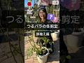 1/2ピエールドゥロンサールの鉢植えオベリスク仕立てを冬に仕立て直しましょう。#相原バラ園 #ショート #shorts #バラ栽培