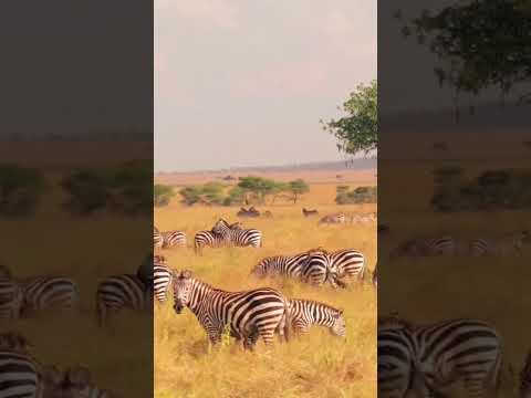 Zebra Grass Running Nature S Striped Sprinters 
