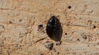 Ground Beetle climbs wall, keeps falling back to ground