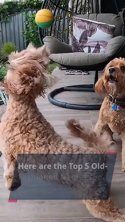 here-are-the-top-5-old-fashioned-names-for-a-boy-cavapoo-dog
