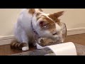 【透明なフードボウルで猫の観察!？】