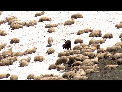 ცხოველთა დამცველები - ბუნების კანონი 10.02.2022