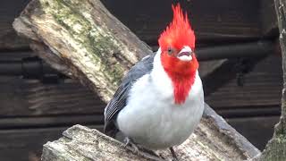 Red-crested Cardinal