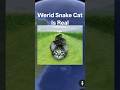 🤯🧐Werid Snake Cat Is Real In Google Earth 🌎#shorts #reels #trending #viral #googleearth #map #funny