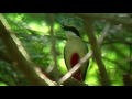 ヤイロチョウ（1）さえずり（高知県） - Fairy pitta - Wild Bird - 野鳥 動画図鑑