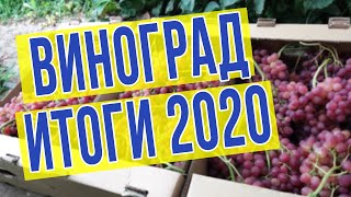 Виноград 2020 Итоги виноградного сезона. Такой виноград в теплице вы не видели