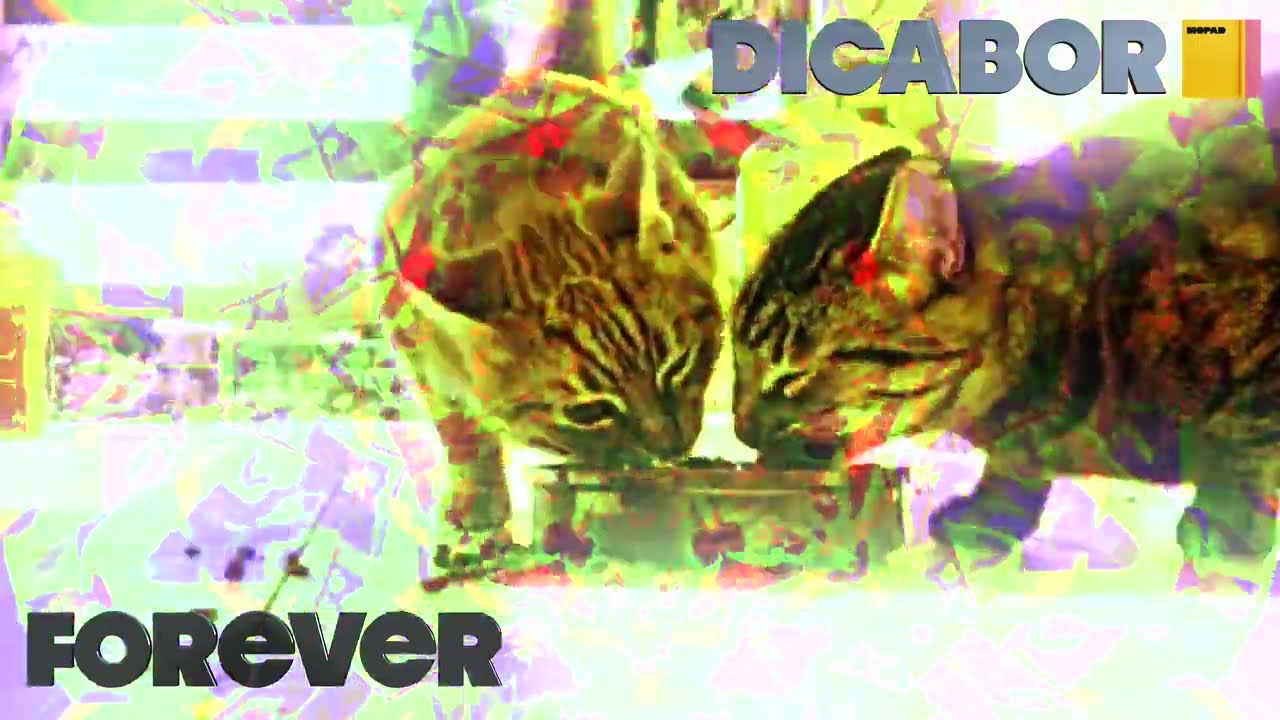 YouTube에서 Dicabor - Forever / MOPAD 01 보기 YouTube에서 Dicabor - Forever / MOPAD 01 보기