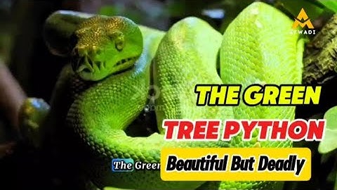Mooi maar dodelijk: het verhaal van de groene boompython