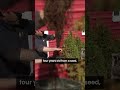 Starting a Christmas Tree Farm