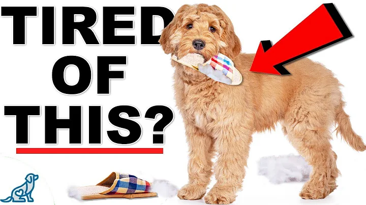 THIS Will Solve 90% Of Your Puppy Training Problems!