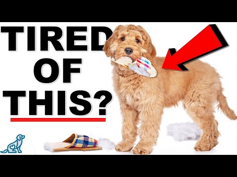 THIS Will Solve 90% Of Your Puppy Training Problems!