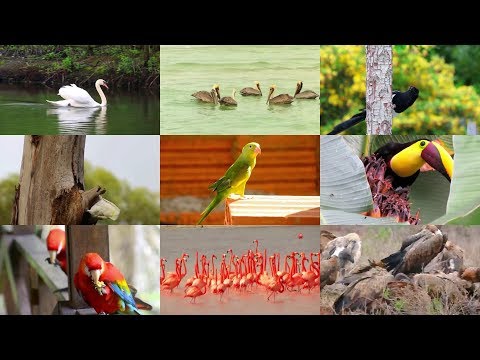 Birds for Children with Pronunciation (and with videos)