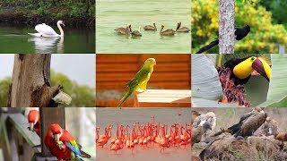 Birds For Children With Pronunciation And With Videos