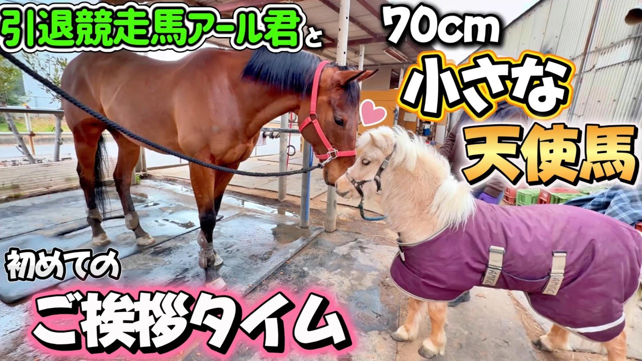 引退競走馬が初めて小さな天使馬と初めて会いご挨拶をした時の反応が可愛すぎました。【ツルマルボーイ様のシモベ】