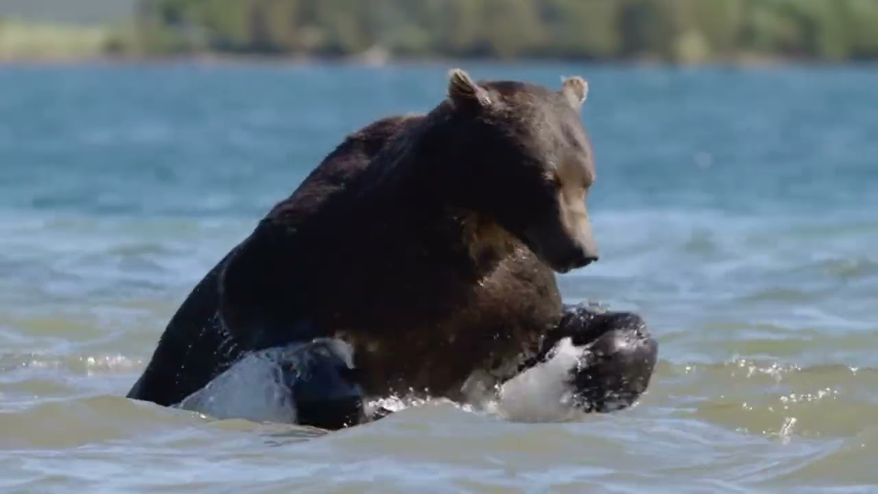 BEARS ATTACKS SALMON FİSH WİLD RUSSİA NATİONAL GEOGRAPHİC WİLD 