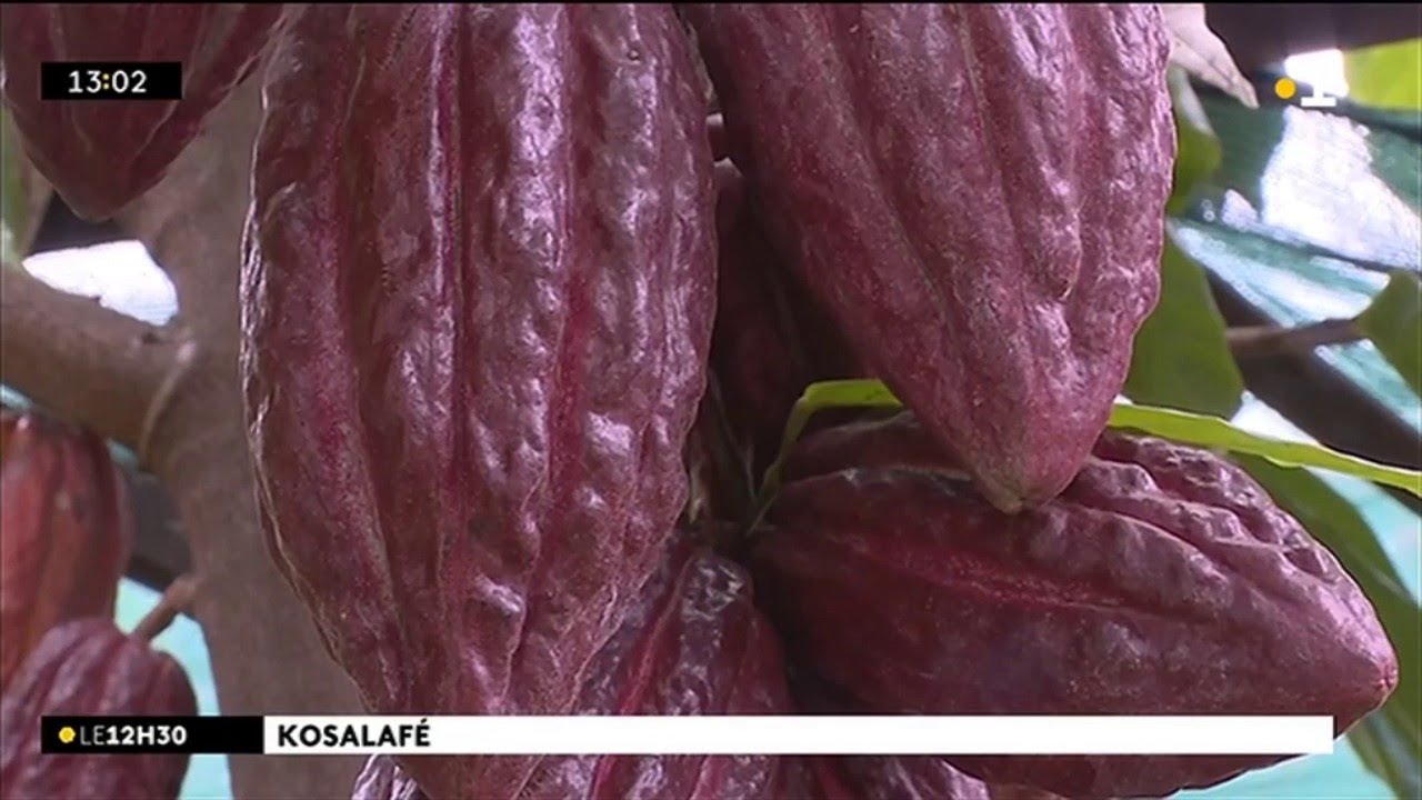 Kosalafé Raymond Lucas et le cacao