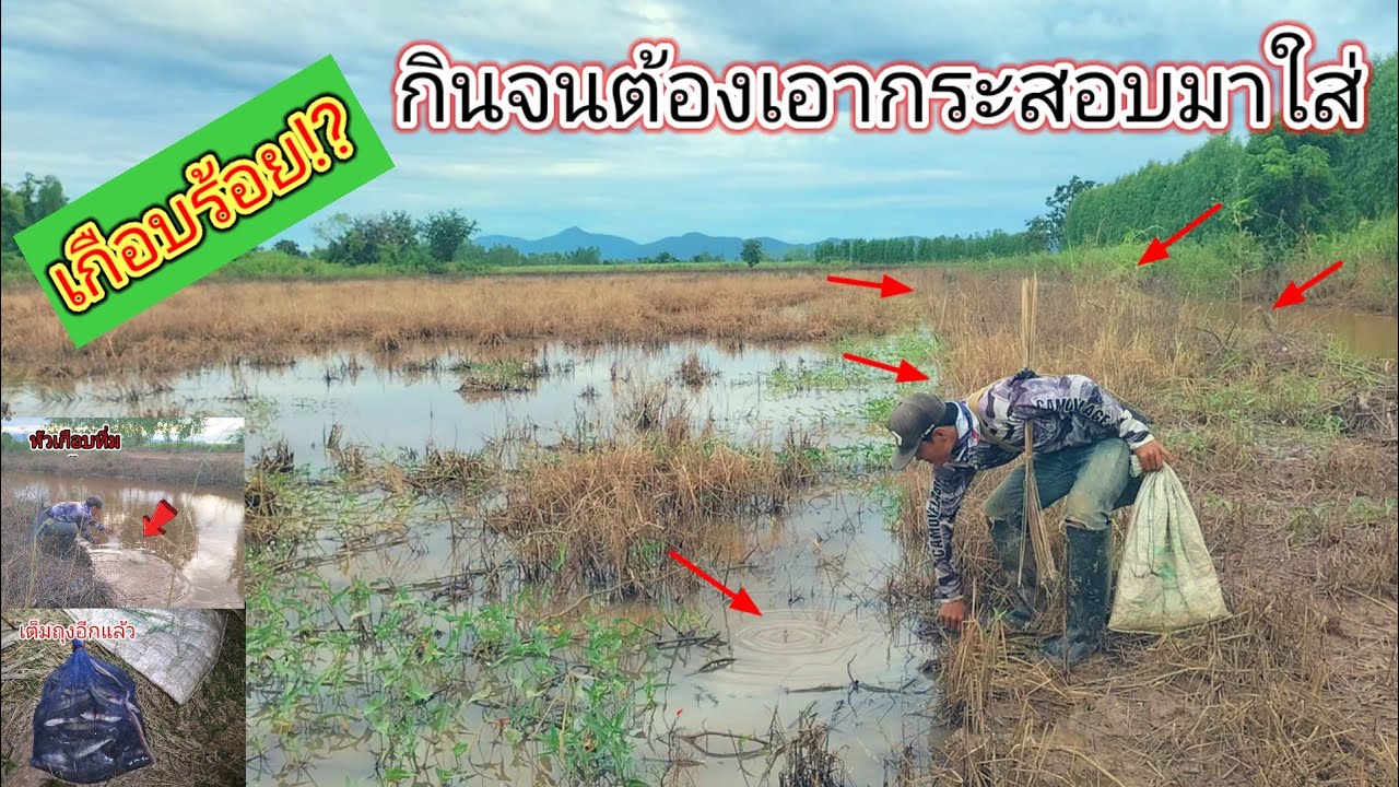 ปลากินเป็นร้อย!!ปักเบ็ดปลาคลองหลังน้ำลดกินดีจนใส่เหยื่อแทบไม่ทันลุ้นมันทั้งขาไปและกลับ