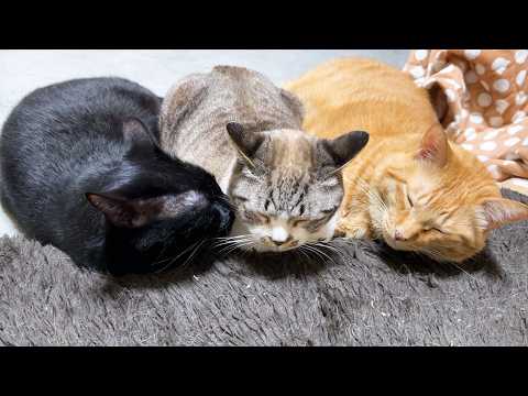 すごく甘えたかったり、跳び蹴りしたり、大好きな猫たちに挟まれ幸せなポーズしたりと天真爛漫な永遠の子猫はこちらです…笑