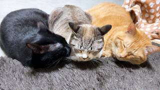 すごく甘えたかったり、跳び蹴りしたり、大好きな猫たちに挟まれ幸せなポーズしたりと天真爛漫な永遠の子猫はこちらです…笑