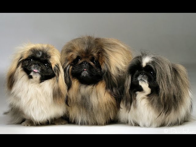 ПЕКИНЕС ВСЕ О ПОРОДЕ. ИНТЕРЕСНЫЕ ФАКТЫ