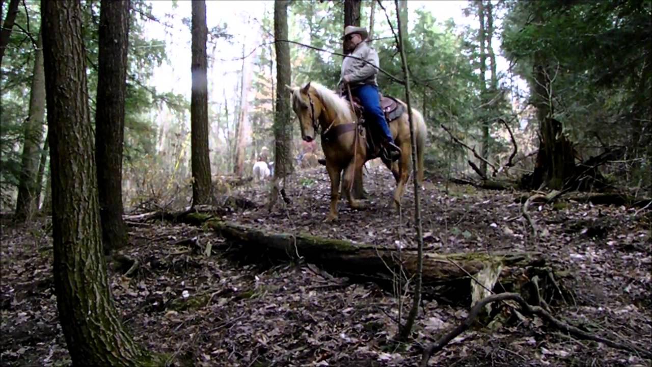 HF Dandy Bar 2004 AQHA palomino gelding for sale YouTube