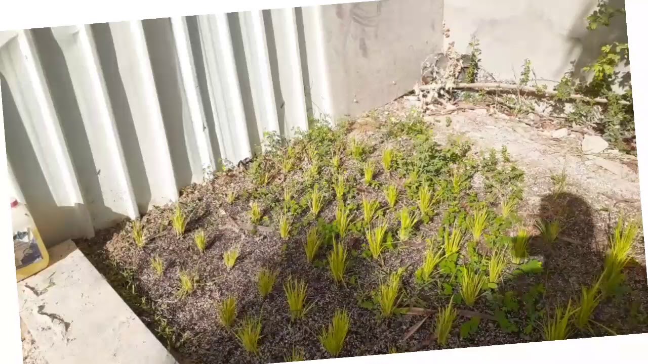 زراعة الارز بسمتي Youtube