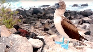 In South America - Galapagos